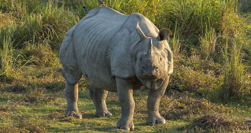 Kaziranga Tour